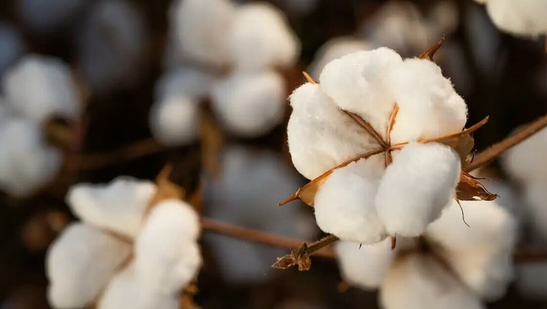 Imagem de compartilhamento para o artigo Brasil ultrapassa EUA e já é maior exportador de algodão do mundo da MS Todo dia